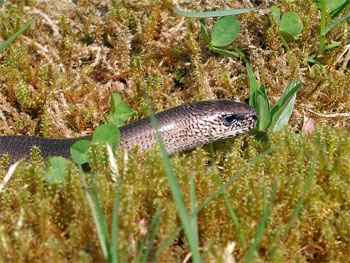 Slow worm (close up)